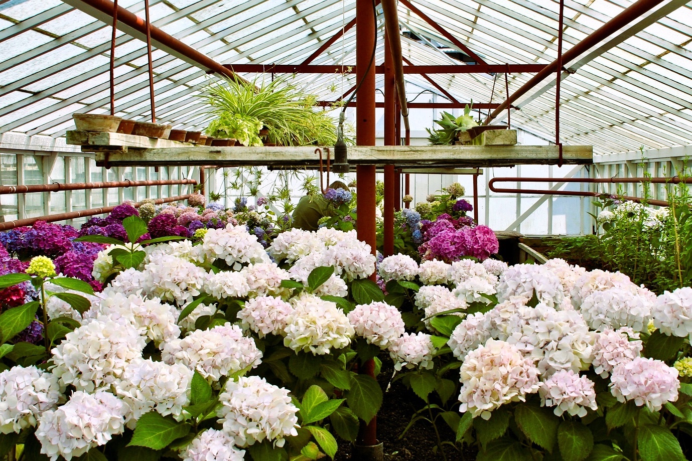 Hortensias in kas Historische Tuin archieffoto