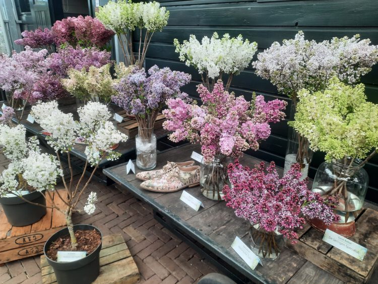 seringenweekend e1774979912142